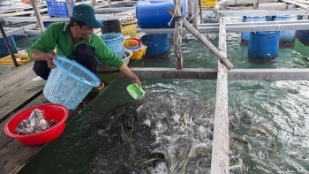 Vi phạm hành chính trong lĩnh vực thủy sản bị phạt tới 2 tỷ đồng