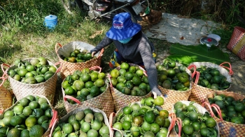 Phát triển hệ sinh thái xanh cho vựa nông sản Vĩnh Long