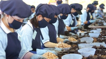 Mỹ tiếp tục là thị trường xuất khẩu hạt điều lớn nhất của Việt Nam