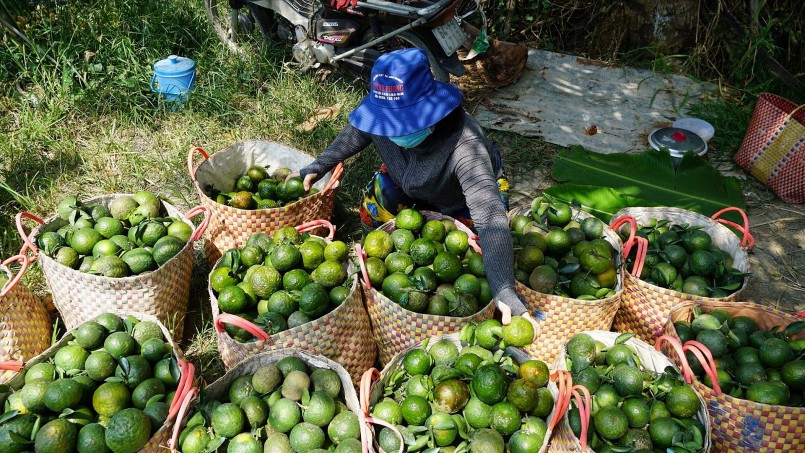 Vĩnh Long chưa có nhiều vùng nguyên liệu nông sản tập trung. Vĩnh Long chưa có nhiều vùng nguyên liệu nông sản tập trung.
