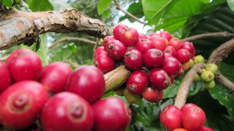 Giữ uy tín cho cà phê Việt Nam khi giá xuất khẩu tăng cao