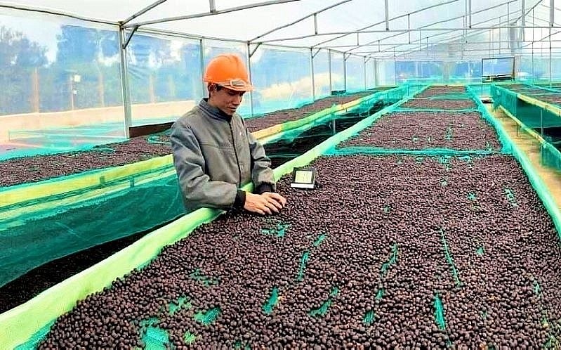 Giữa bối cảnh giá cà phê biến động lớn, các bên cần cùng nhau chia sẻ rủi ro, tránh thiệt hại dồn cho một phía.