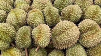 Chưa công bố nguyên nhân 30 lô sầu riêng nhiễm Cadimi “do phải điều tra thêm”