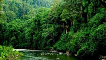 Phát huy tốt các giá trị tổng hợp của hệ sinh thái rừng