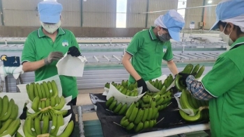 Vì lý do này, siêu thị AEON Hong Kong "mê" chuối tươi Việt Nam hơn chuối Philippines