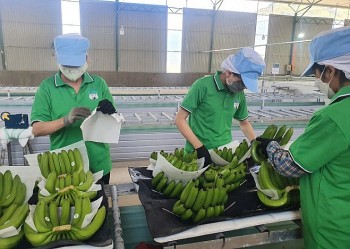 Vì lý do này, siêu thị AEON Hong Kong "mê" chuối tươi Việt Nam hơn chuối Philippines