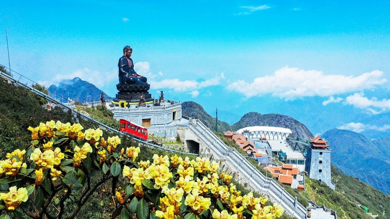 Hoa đỗ quyên nở rộ trên đỉnh Fansipan Hoa đỗ quyên nở rộ trên đỉnh Fansipan