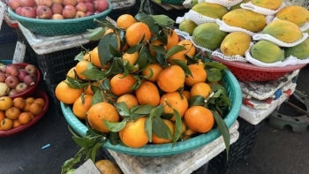 Sự thật đằng sau lời chào hàng “quýt Úc giá rẻ chỉ 35.000 đồng/kg”