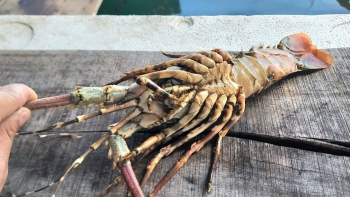 Nhận định nguyên nhân ban đầu khiến tôm hùm bông ở Khánh Hòa chết hàng loạt