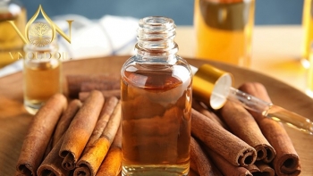 Tháo gỡ vướng mắc trong xuất khẩu tinh dầu quế