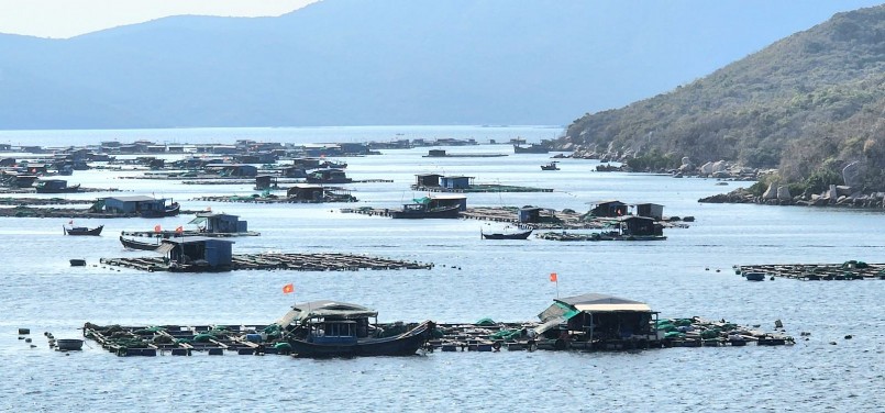 Mật độ thả nuôi tôm khá dày. Ảnh Dương Hùng