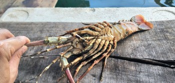 Nhận định nguyên nhân ban đầu khiến tôm hùm bông ở Khánh Hòa chết hàng loạt