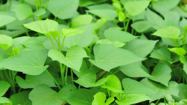 Rau lang - loại rau dân dã nhưng cực tốt cho sức khoẻ