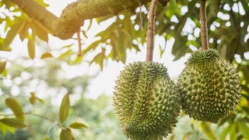 Sầu riêng Việt Nam có nhiều cơ hội tại thị trường Trung Quốc nếu phát triển bền vững