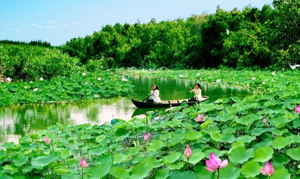 Cánh đồng sen xinh đẹp tại Đồng Tháp Mười.