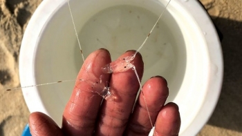 Việt Nam sắp làm chủ công nghệ sản xuất con giống tôm hùm bông