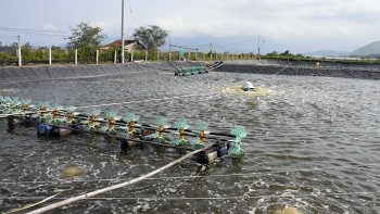 Dư cung toàn cầu, hướng đi nào cho tôm Việt?