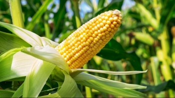Brazil là thị trường lớn nhất cung cấp ngô cho Việt Nam