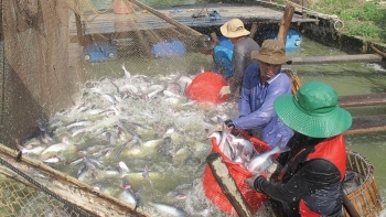 Triển vọng tích cực cho xuất khẩu cá tra sang Canada