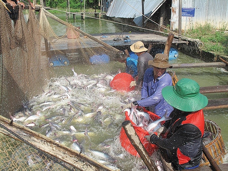 Triển vọng tích cực cho xuất khẩu cá tra sang Canada