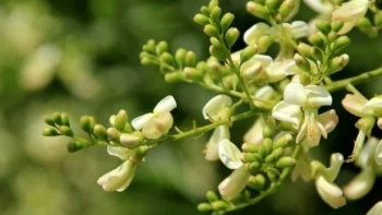 Hoa Hòe – Vị thuốc giải nhiệt, tăng sức đề kháng