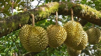 Chuyên gia lý giải nguyên nhân giá sầu riêng giảm mạnh