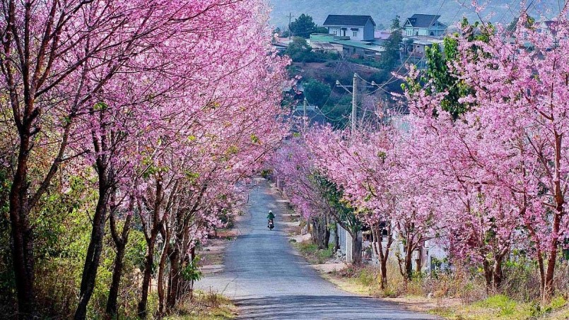 Hoa mai anh đào đang bung nở tại Đà Lạt vào tháng 4. 