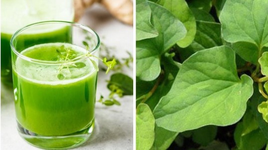 Rau diếp cá giúp da sáng dáng xinh