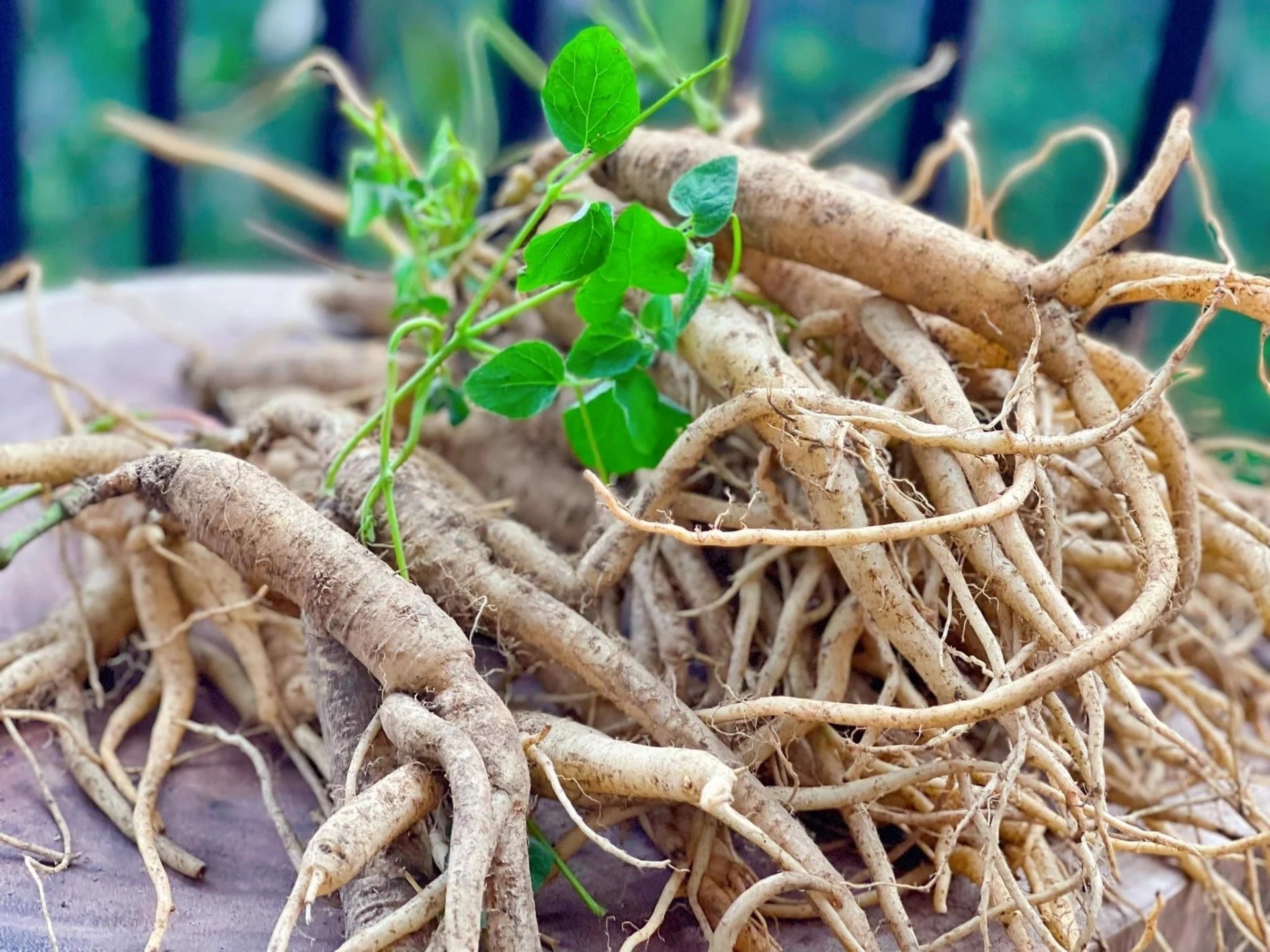 Sâm dây Tu Mơ Rông là món dược liệu có lợi và tốt cho sức khỏe. Sâm dây Tu Mơ Rông là món dược liệu có lợi và tốt cho sức khỏe.