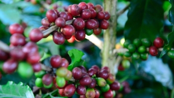 Giá cà phê liên tục tăng nóng: Làm gì để tránh thiệt hại dồn về một phía?