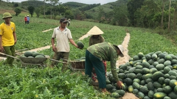 Những lưu ý khi xuất khẩu dưa hấu tươi sang Trung Quốc