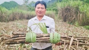 NASU đồng hành cùng người nông dân phát triển kinh tế tuần hoàn, làm giàu bền vững từ cây mía