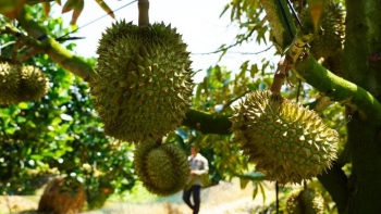 3 tháng đầu năm, Trung Quốc chi 228 triệu USD mua sầu riêng Việt Nam