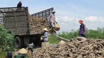 Ngành sắn đặt mục tiêu xuất khẩu đạt 2 tỷ USD vào năm 2030