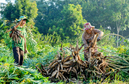 Phát triển bền vững ngành hàng sắn đến năm 2030. Ảnh: Dương Ðức Kiên) Phát triển bền vững ngành hàng sắn đến năm 2030. Ảnh: Dương Ðức Kiên)
