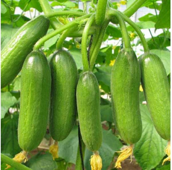 Cây Dưa leo được trồng nhiều ở Việt Nam