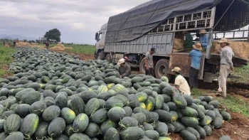 Xuất khẩu dưa hấu sang Trung Quốc cần lưu ý gì?