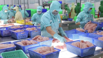 Xuất khẩu cá tra sang Mỹ tăng trưởng khả quan