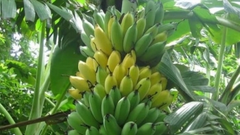 Phần quả chuối ai cũng vứt đi hóa ra lại chứa nhiều dưỡng chất