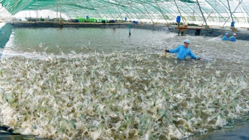 Doanh nghiệp ngành tôm nỗ lực “vượt sóng”