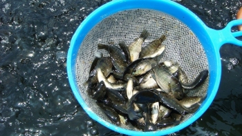 Bột nhuyễn thể cải thiện hiệu suất sinh sản của cá rô phi