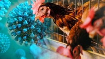 Nguy cư cúm gia cầm H5N1 lây truyền giữa người với người