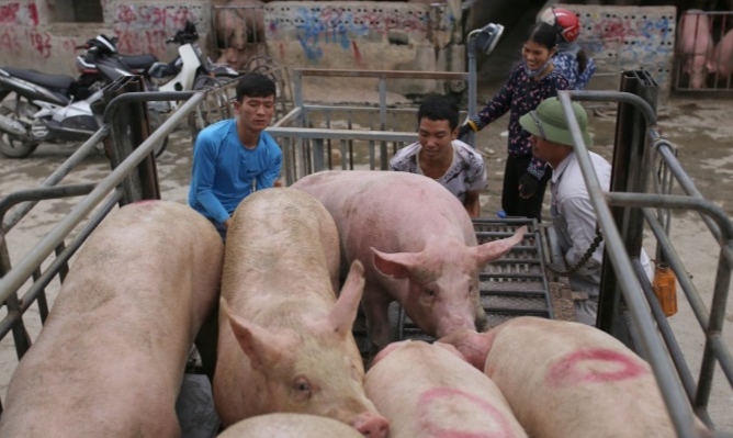 Giá heo hơi hiện nay đang ở mức 61.000-63.000 đồng/kg