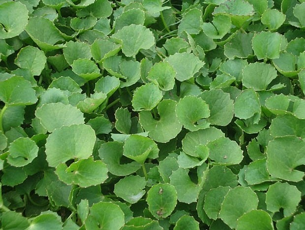 Rau má dùng để giải nhiệt Rau má dùng để giải nhiệt