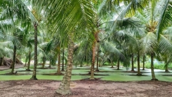 Khi cây dừa bước vào cuộc đua chuyển đổi để bán tín chỉ carbon