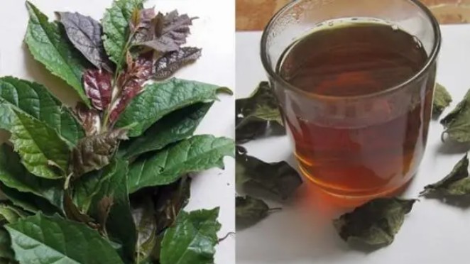 Uống nước xạ đen hàng ngày có tốt cho sức khoẻ?