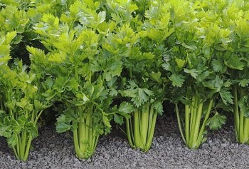 Cần tây giúp giảm cân, lợi tiểu, tăng cường hệ miễn dịch