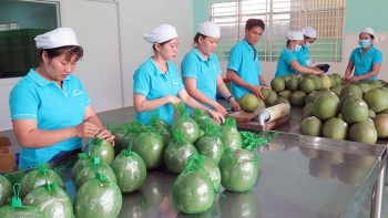 Xuất khẩu trái bưởi tươi sang Australia cần đặc biệt lưu ý gì?