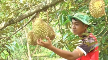 Diện tích trồng sầu riêng tăng nóng, phá vỡ mọi quy hoạch