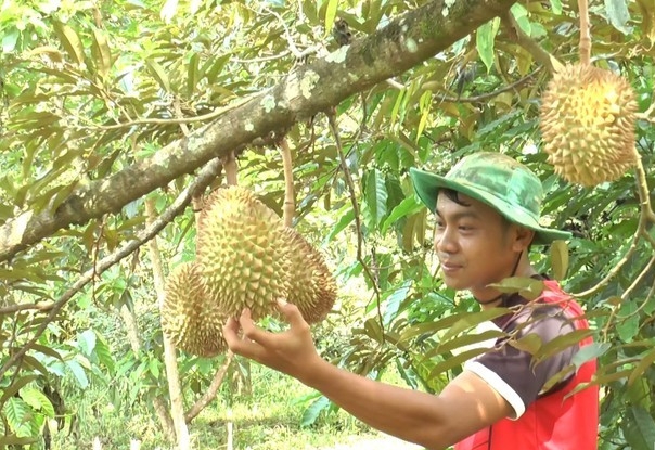 Phá bỏ cây trồng truyền thống để trồng sầu riêng. Ảnh Nhandan